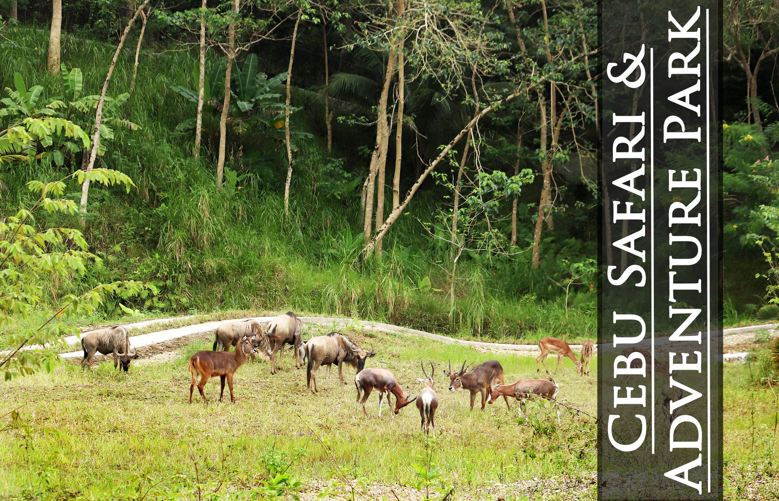 cebu safari and adventure park hours