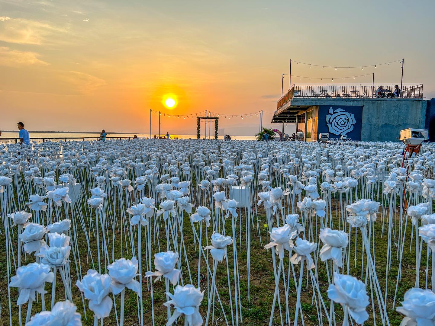 Watch Colorful Roses Come to Life at Night in 10,000 Roses Cafe ...