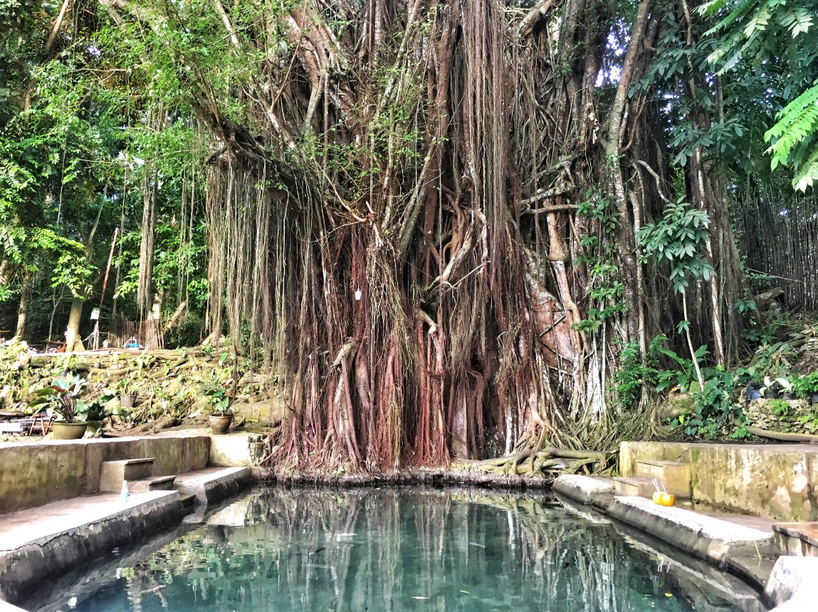 balete-tree-pinoy-bonsai